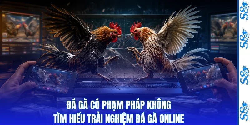Đá gà có phạm pháp không thumbnail