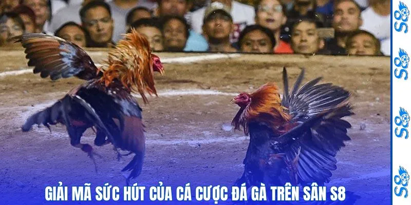 Giải mã sức hút của cá cược đá gà trên sân chơi S8
