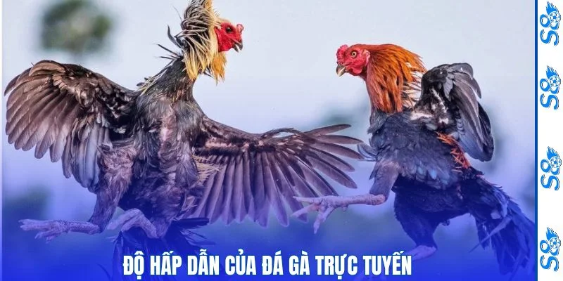 Sức hút của hình thức đá gà trực tuyến hiện nay 