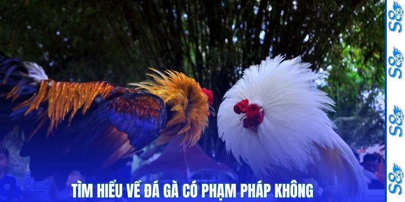 Tìm hiểu về đá gà có phạm pháp không? 